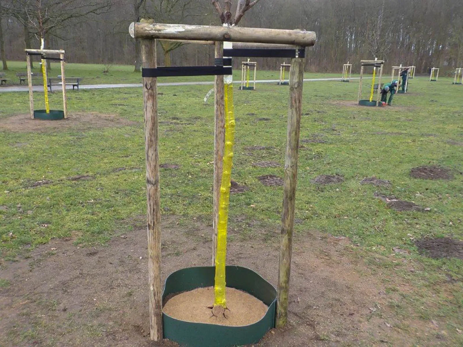 Frisch gepflanzte Obstbäume auf einer Wiese.